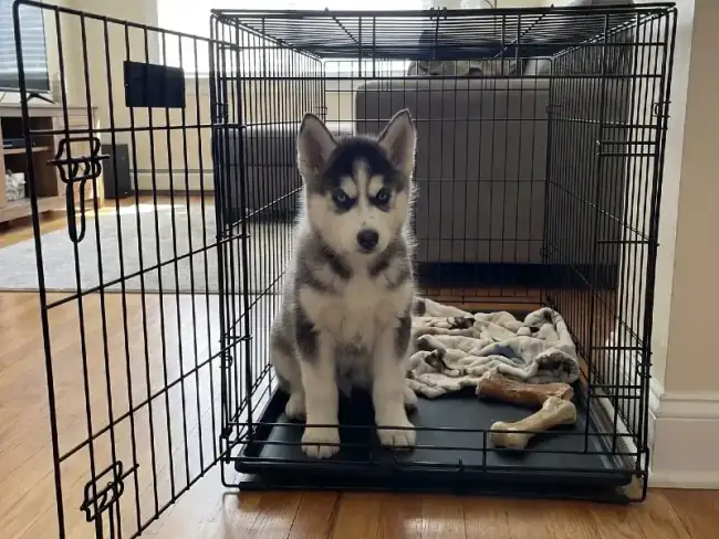 Crate training for dogs Gaithersburg MD