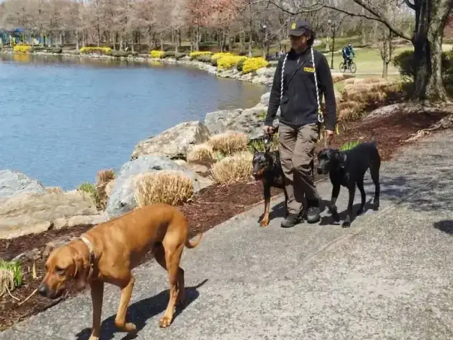 Off-leash trained dog after board and train