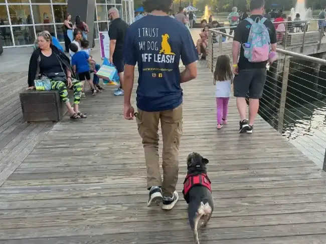 Dogs learning obedience in group class setting