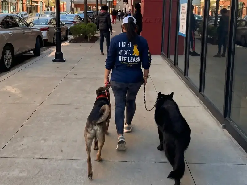 Balanced dog training methods at Good K9 Academy