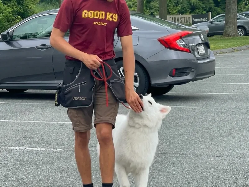 Puppy socialization and obedience training