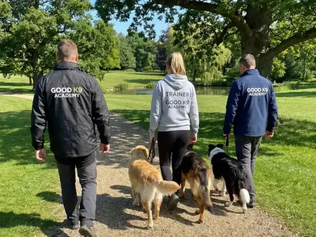 Reactive dog walking calmly after training