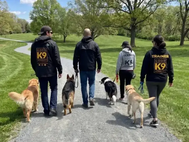Formerly reactive dog enjoying calm walk with owner
