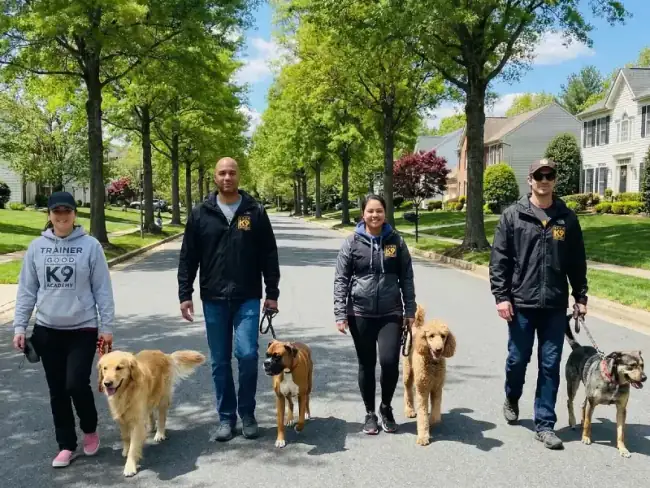 Dog in board and train program at Good K9 Academy
