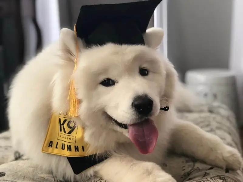 In-home dog training Gaithersburg MD