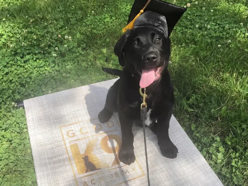 Young puppy learning foundation commands