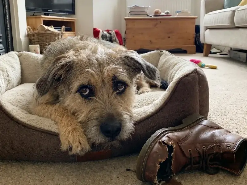 Separation anxiety dog training Gaithersburg MD