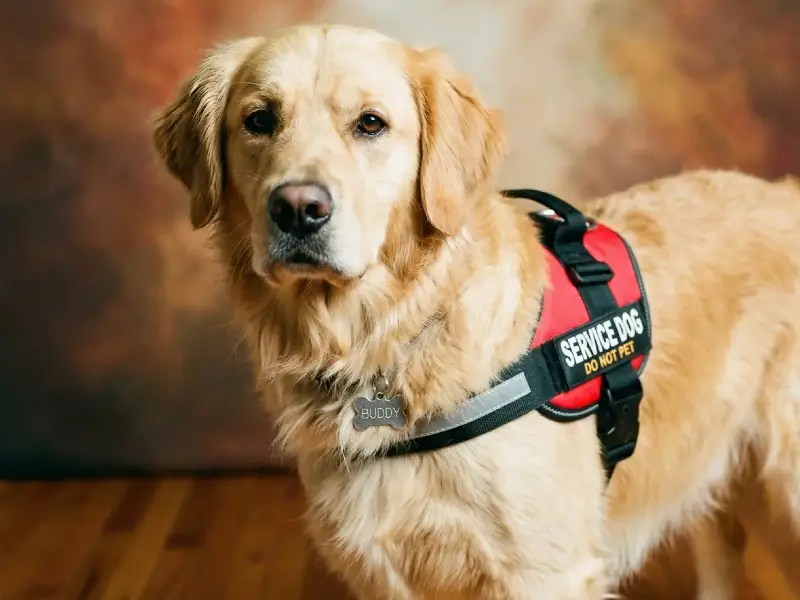 Service dog training Gaithersburg MD